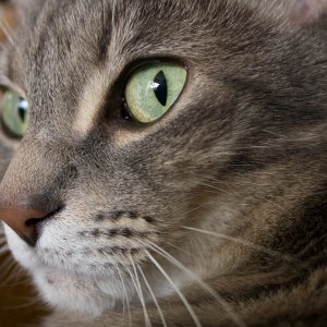 lynxie-face-closeup-2.jpg