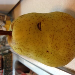 image.jpg