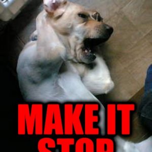 make it stop.jpg