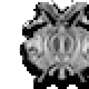 LionsETCHED.png
