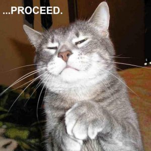 LOL-CATS-lol-cats-2985219-772-726.jpg