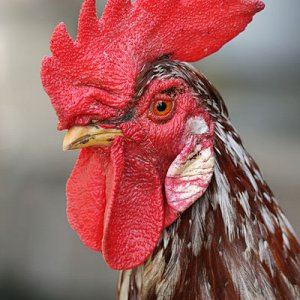Rooster_portrait2.jpg