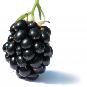 Blackberry_fruit.jpg