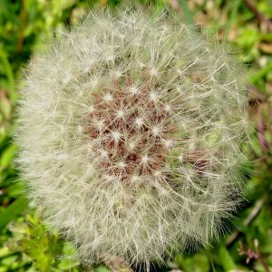 Dandilion 4-2-2013.JPG