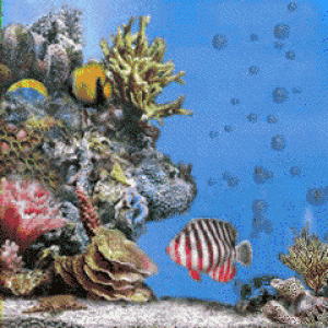 2005_winmo_wallpaper.gif