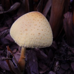 DSCN1850-SM.jpg