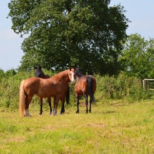Horses at Clent.jpg