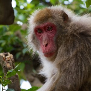 Monkey.jpg
