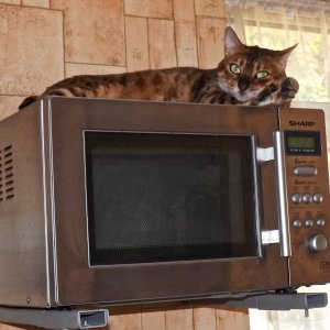 Star On The Microwave.jpg
