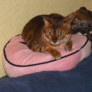 Star On The Sofa.jpg