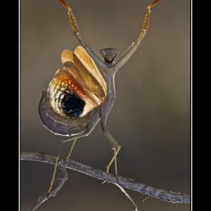 jazz-hands-a-chorus-line-demotivational-poster-1285733463.jpg