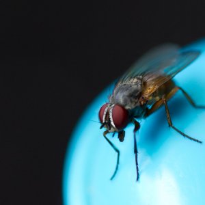 Fly.jpg