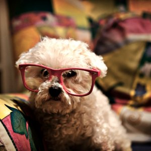 pup11.JPG