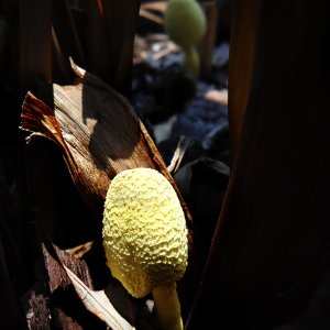 Mushrooms in the Cannas-DSC sm.jpg