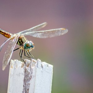 Dragonfly.jpg