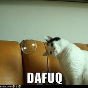 1839985918_funny_cat_pictures_lolcats_dafuq_answer_1_xlarge.jpeg