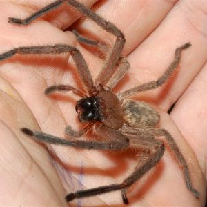 Huntsman-spider-in-hand.jpg
