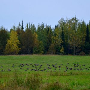DSC_4383e.jpg
