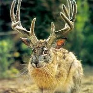 jackalope.jpg