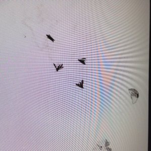 bugs.JPG