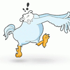 2564389-headless-chicken-2.gif