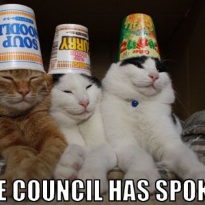 cats-the-council-has-spoken.jpg