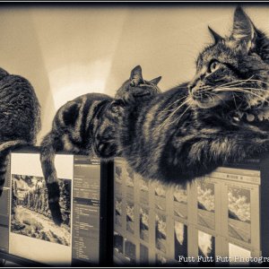 2012-12-21   3 Cats on Monitors  011-960px.jpg