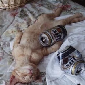 drunk-cat.jpg