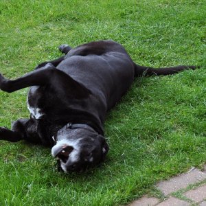 Sam - It's A Dog's Life.JPG