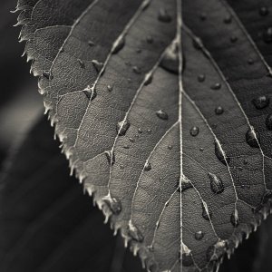 Gray_Leaf_Macro.jpg