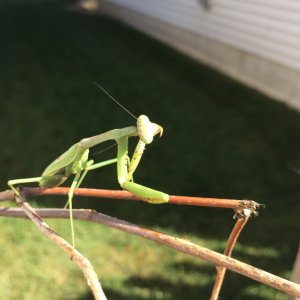 ImageUploadedByTapatalk1411698846.335206.jpg