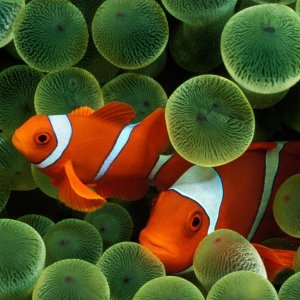 Clownfish.jpg