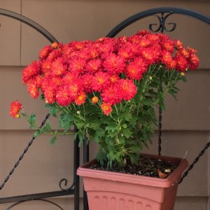 ImageUploadedByTapatalk1411827810.966440.jpg