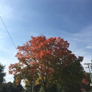 ImageUploadedByTapatalk1411831028.469513.jpg