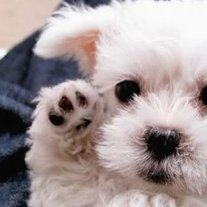 waving1.jpg