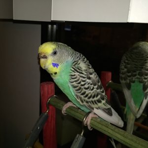 IMG_2901.jpg