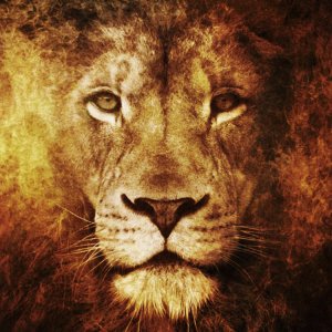Lion.jpg