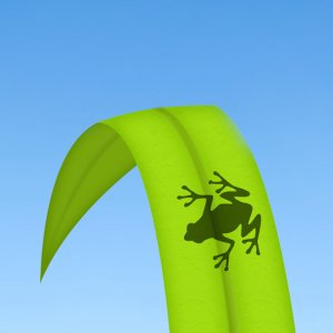Frog.jpg