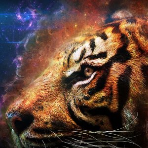Tiger.jpg