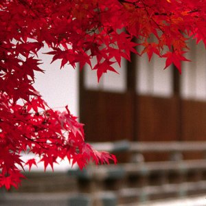 Japanese Maple 01.jpg