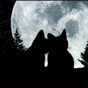 CatMoon.jpg