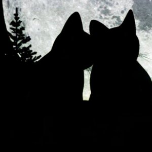 Cat Moon 01.jpg
