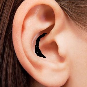 Ear.jpg