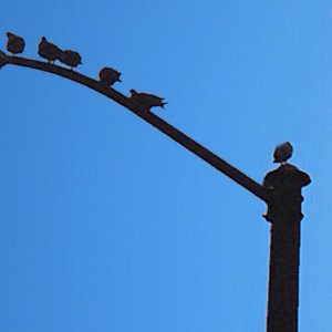 Pole Birds.jpg