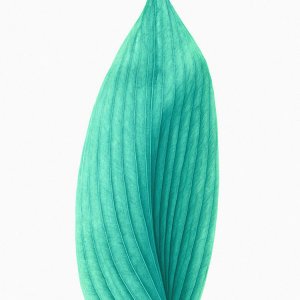 leaf.jpg