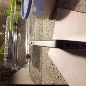 ImageUploadedByTapatalk1414470552.184763.jpg