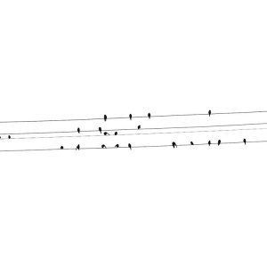 birds_minimal.JPG