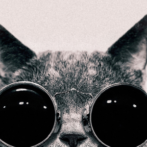 Cat 04.png