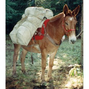 packmule.jpg