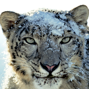 Snow Leopard.png